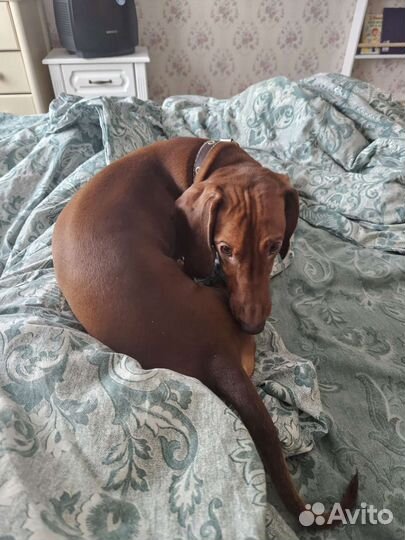 Кобель таксы для вязки