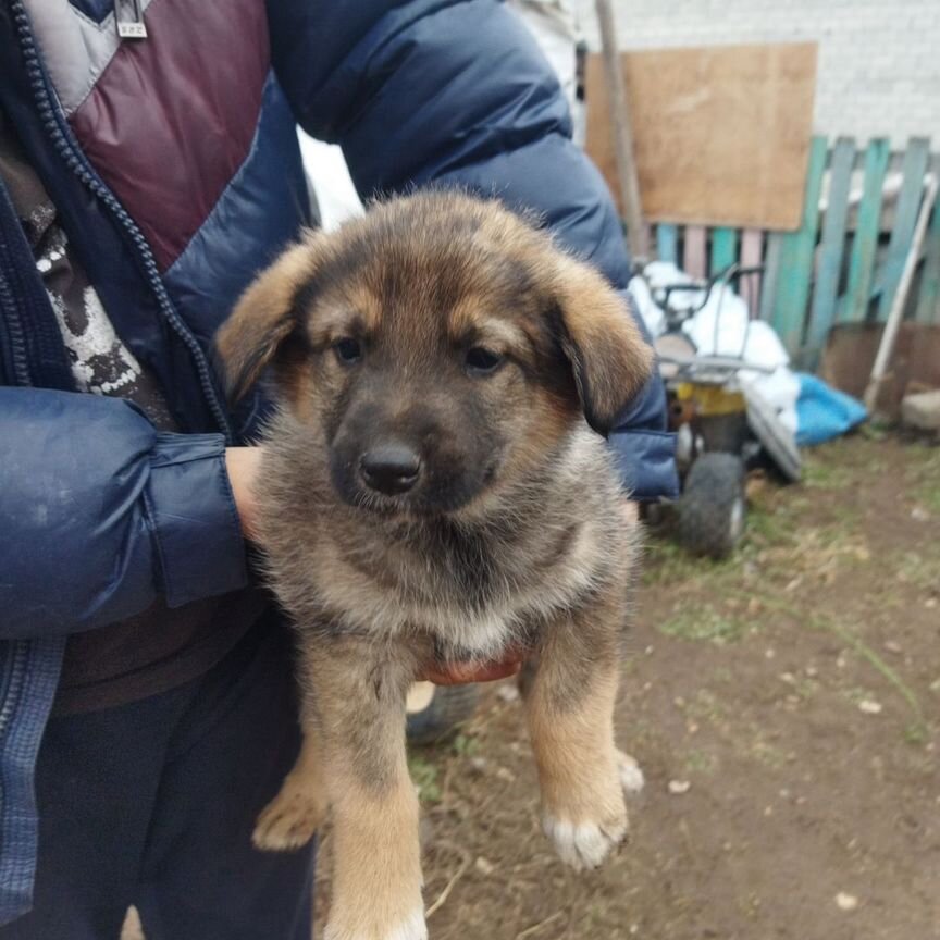 Домашние животные собаки щенки бесплатно