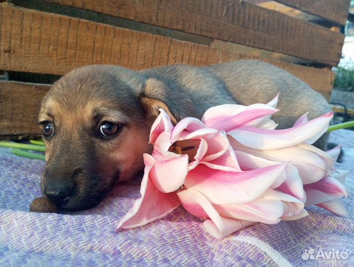 Толстый щенок