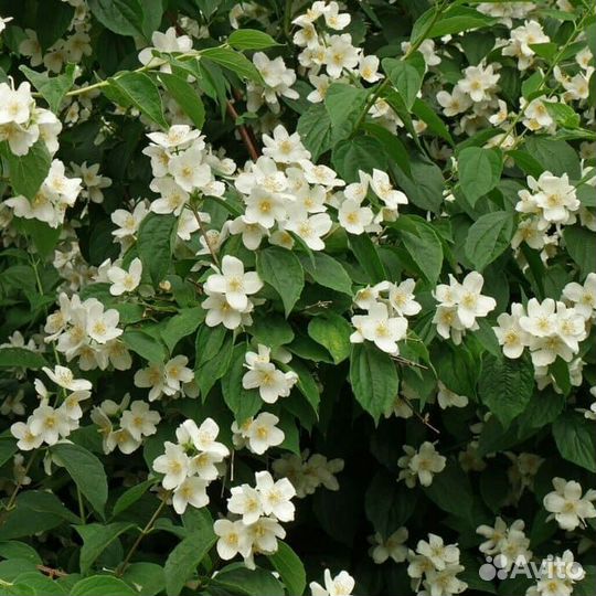 Жасмин (чубушник)