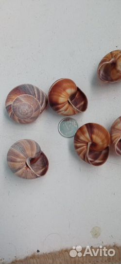 Панцири виноградных улиток