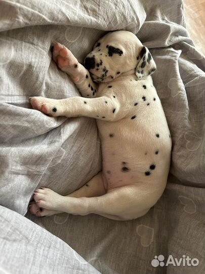 Далматинец щенок
