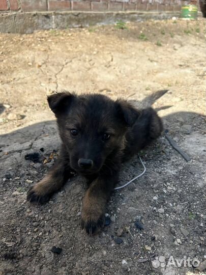 Собака в добрые руки немецкая овчарка щенок