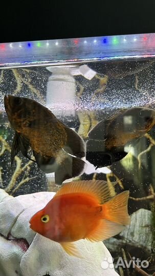 Астронотус и рыба попугай