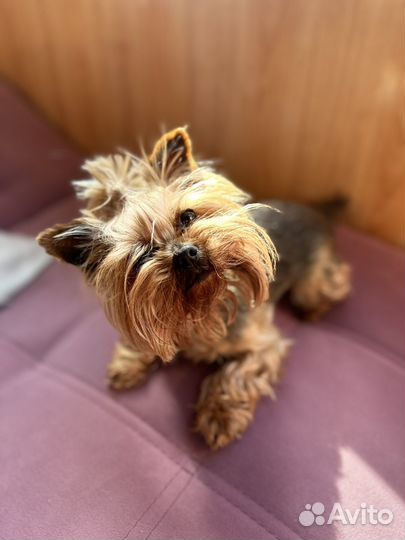 Йоркширский терьер мини девочка вязка