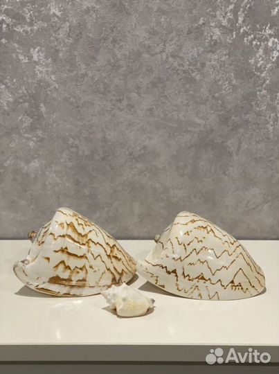 Морские ракушки для аквариумов, интерьера