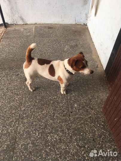 Найдена собака