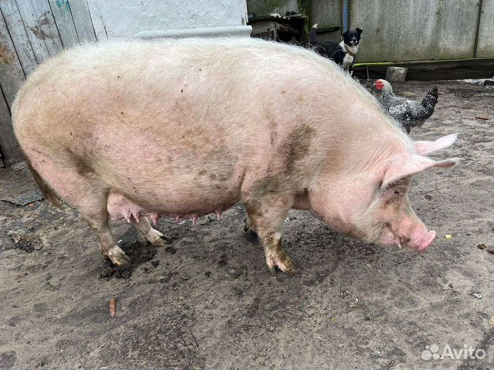 Свиноматка