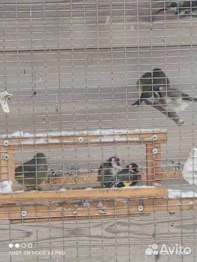 Чижи щеглы певчие птицы