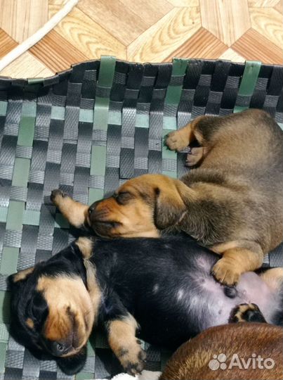 Собаки щенки таксы