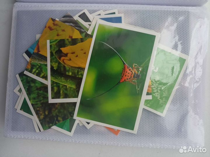 Наклейки животный мир