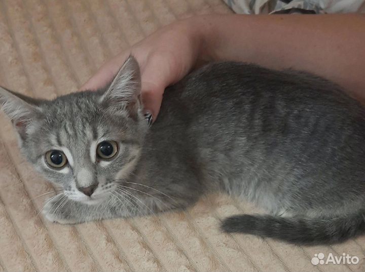 Отдам котенка в добрые руки