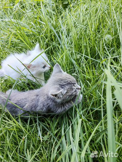 Котята в добрые руки бесплатно