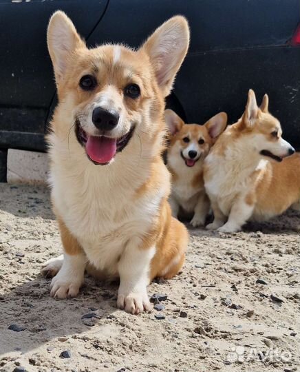 Вельш-корги пемброк