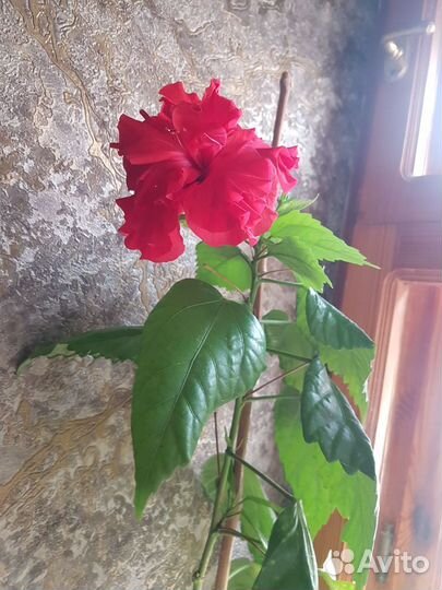 Гибискус китайская роза