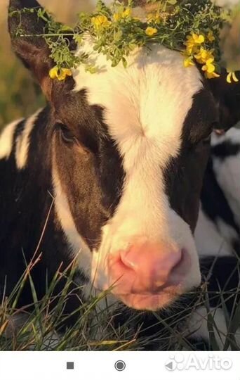 Корова высокоудойная