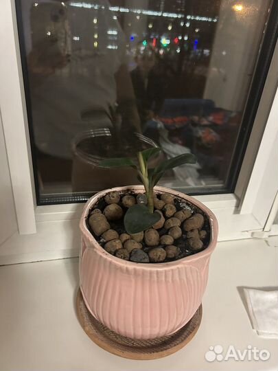 Комнатные растения цветы