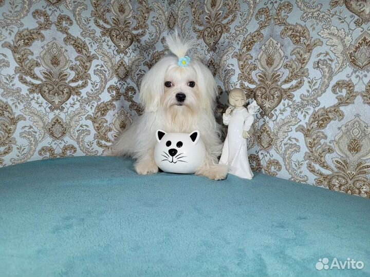 Щенки мальтийской болонки мальтезе