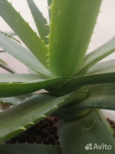 Растение алоэ Вера