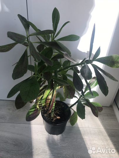 Синадениум Рубра