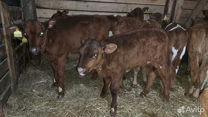 Телята шустрые бычки и телки