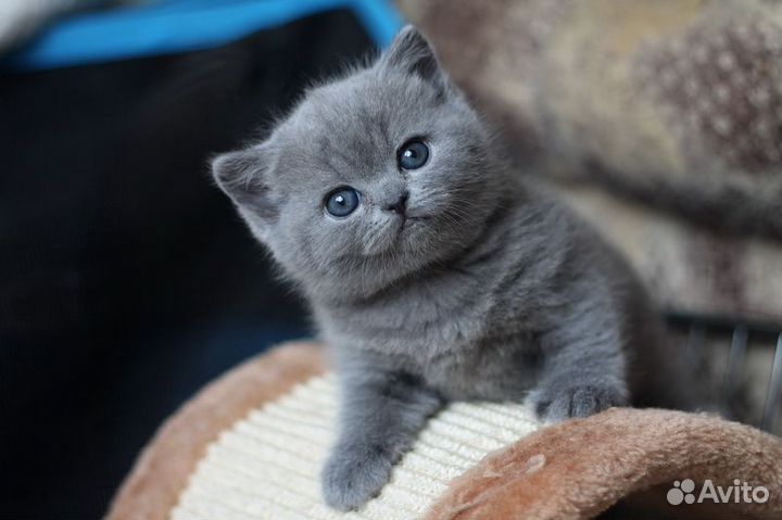 Шотландская девчушка, Скоттиш Страйт