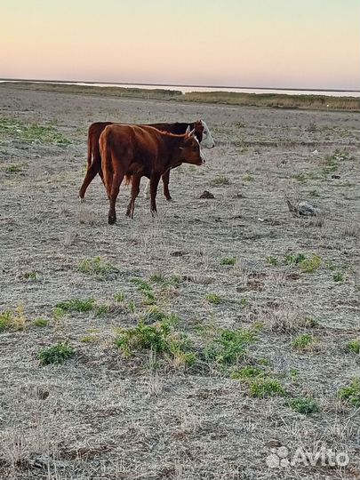 Телята бычки