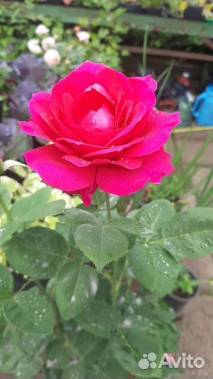 Роза Биг Перпл