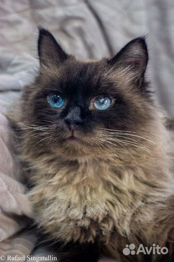 Котик Тайсон