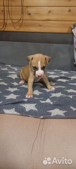 Продажа щенков