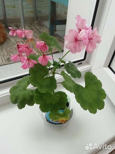 Пеларгония герань