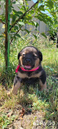 Отдам бесплатно щенки