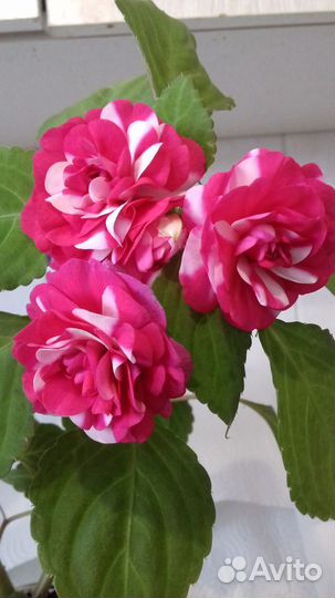 Бальзамин махровый