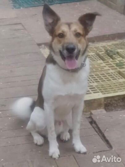 Собакав добрые руки