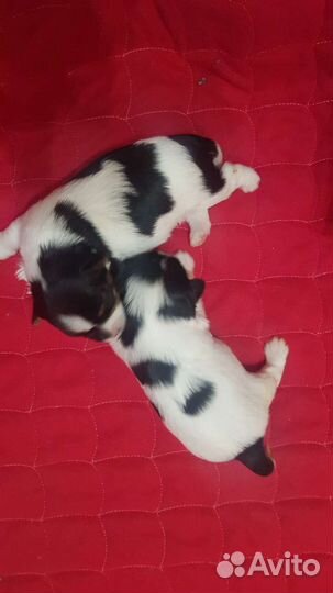 Настоящие биверы