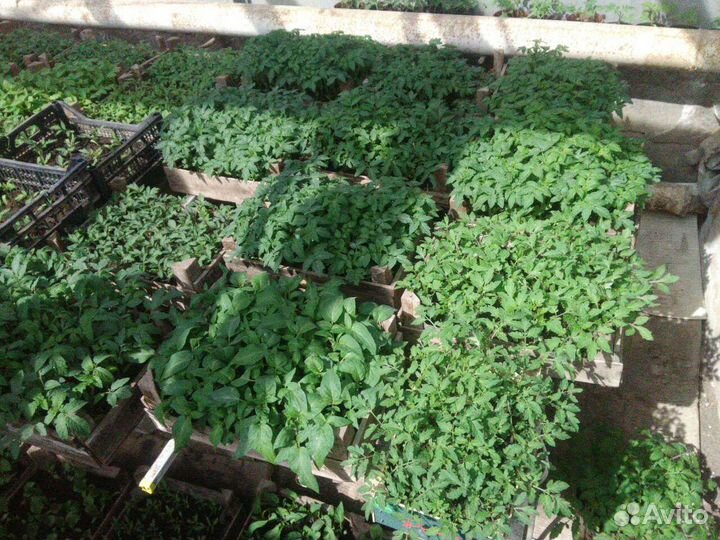 Рассада томатов, перца, огурцов, капусты