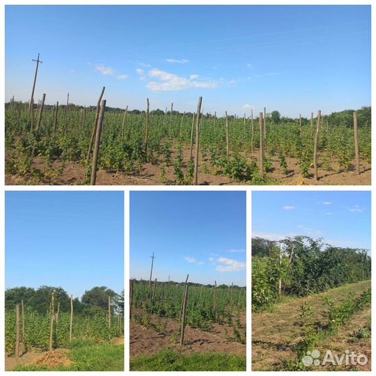 Саженцы малины