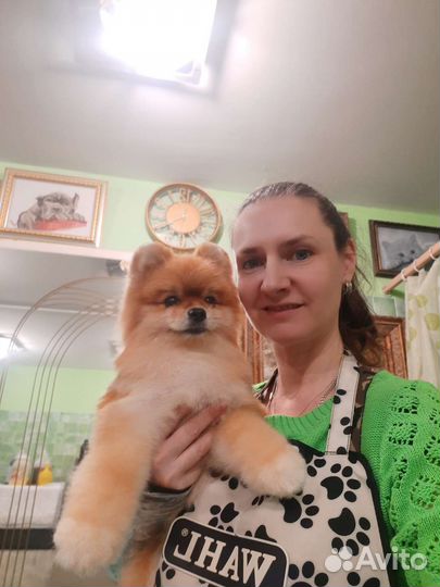 Груминг Стрижка Экспресс-линька Тримминг собак