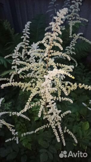 Многоленгие цветы