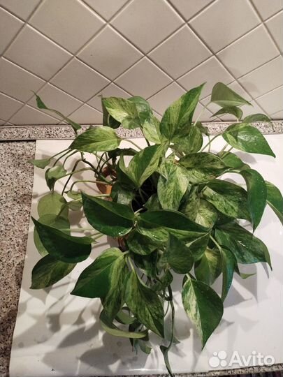 Сциндапсус, Молочай, Диффенбахия