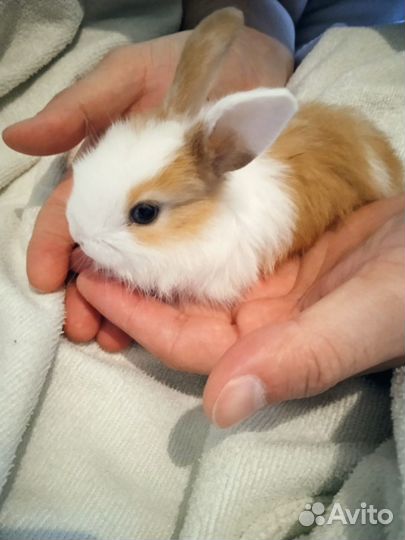 Декоративные кролики