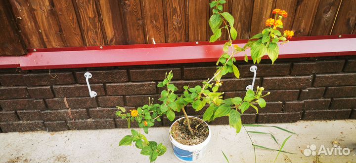 Лантана, олеандр