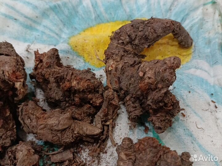 Золотой корень