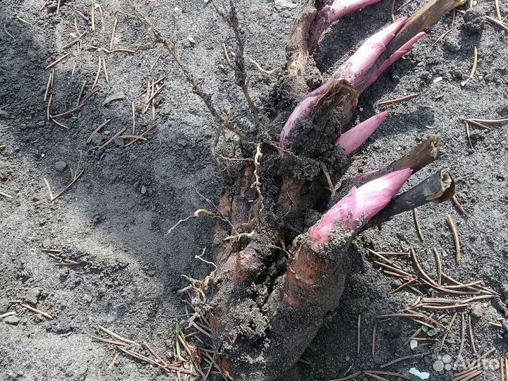 Пион- Марьин корень