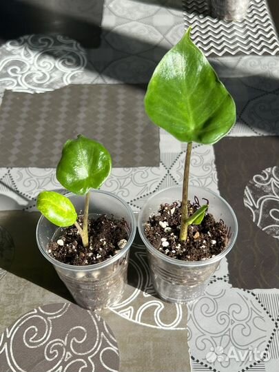 Алоказии жаклин, ниндзя, нью гвинея и т.д