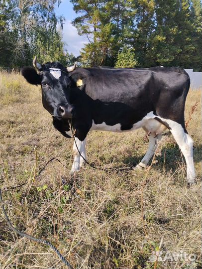 Корова дойная