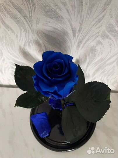 Синяя роза в колбе
