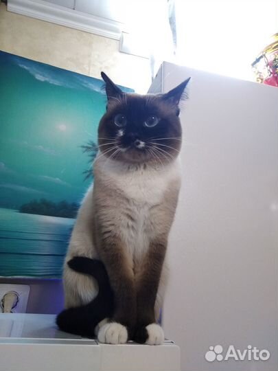 Вязка. Кот. Тайский