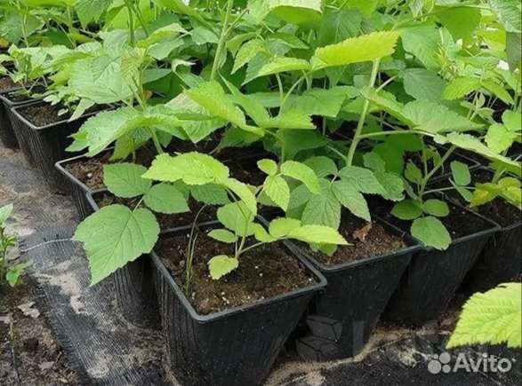 Саженцы малины