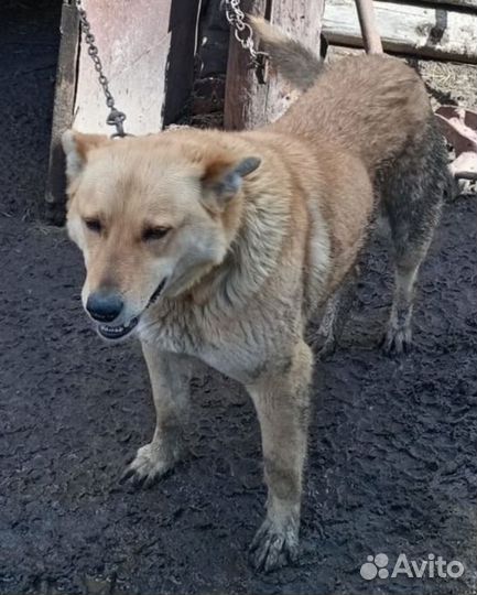 Собака в добрые руки отдам бесплатно